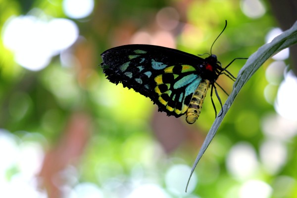 Green black and yellow butterfly on a leaf with blurred background Photo by Katlyn Moncada