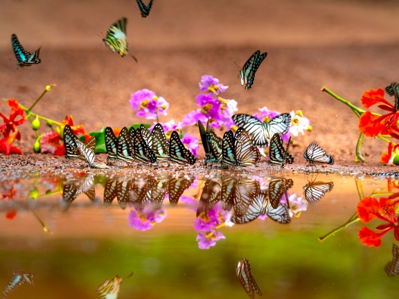 Flying butterflies reflecting in water Photo by Quang Nguyen Vinh