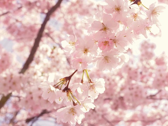 cherry blossoms