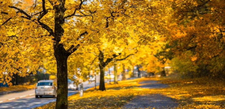 Trees in autumn, yellow leaves, Photo by Pixabay: https://www.pexels.com/photo/autumn-autumn-colours-cars-colorful-262113/