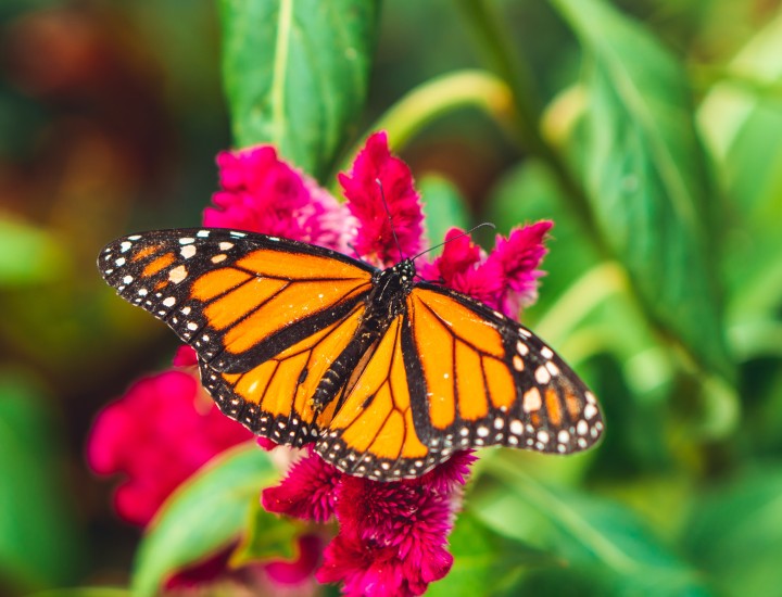 Monarch butterfly on hot pink flower, photo by Chait Goli