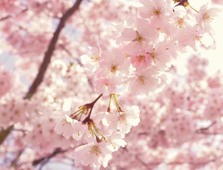 cherry blossoms